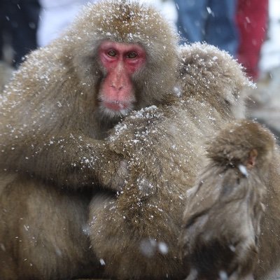 jigokudani_saru's profile picture