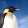 ANormalPenguin's profile picture