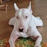 Bullianer profil fotoğrafı