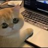 大树 profil fotoğrafı