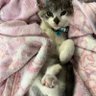Фото профиля ゆうぱぱ