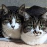 あり profil fotoğrafı