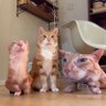 Popik 的头像
