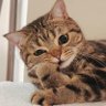 Cats are beautiful 😍's profile picture