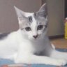 きょうこ's profile picture
