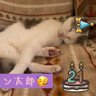 ヴィヴィ's profile picture