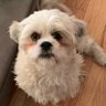 Eva Angelica profil fotoğrafı
