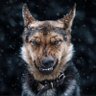 Sasha's profile picture