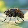 Wall on the Fly's profile picture