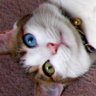 Profilbild von にゃぬ