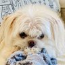 Michihi's profile picture