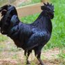 AE-J.H profil fotoğrafı