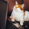 Technocat's profile picture