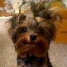 🐶 Mister BoJangles 🐾 profil fotoğrafı
