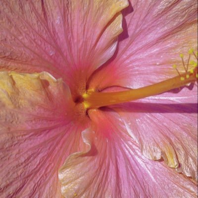 ❀ ӏօѵҽ ❀'s profile picture