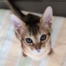 クー子's profile picture