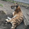 gaolai profil fotoğrafı