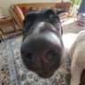 Profilbild von Dburg
