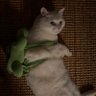 大咪猫猫 的头像