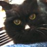 としのるの's profile picture