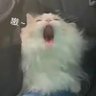 橘猫猫 的头像