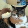 Фото профиля きょーこ