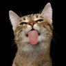 Profilbild von Reiterin20