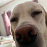 Profilbild von ぱーどりー家の日常