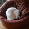 haru profil fotoğrafı