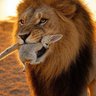 🦈🇲🇦 maroquaine 🦈🇲🇦's profile picture