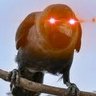 Crow of Nakamoto's profile picture