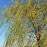 Фото профиля 木下火