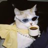 ʕ•ᴥ•ʔ profil fotoğrafı