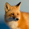 Profilbild von Intrepid Fox