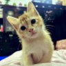 Arfa & Brownie 🐱 的头像