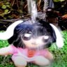 Фото профиля alex (´・ω・`), Tianzui star of #pinkytwt