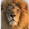 سـكـارفـيـس profil fotoğrafı