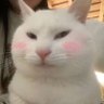策's profile picture