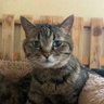 Фото профиля 🐈⬛ヤマト🐈⬛