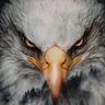 Big Bird's profile picture