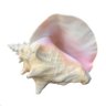 Profilbild von polina