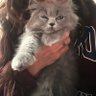 Mimo🐾 profil fotoğrafı