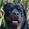 Harley 43's profile picture