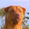 Searle Ridgestaff's profile picture