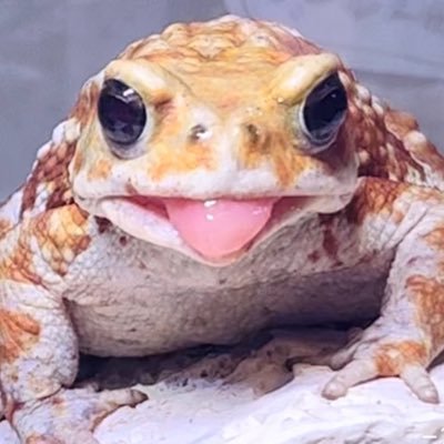 ゆず飴's profile picture