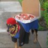 Pizza Dog profil fotoğrafı
