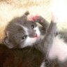 ターコｉｓ's profile picture