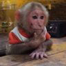 sovie's profile picture