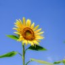ひまわりさん🌻🇺🇦 的头像