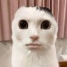 つみれ profil fotoğrafı
